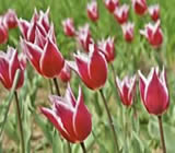 Floricultura em Valparaíso de Goiás